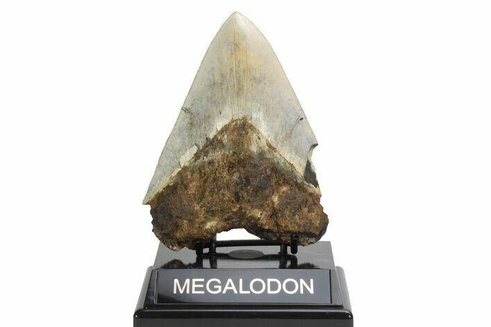Serrated, Fossil Megalodon Tooth - West Java, Indonesia #226244